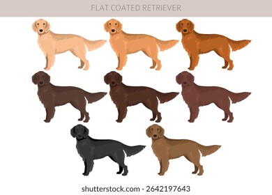 Flat coated retriever clipart. Different poses, coat colors set.  Vector illustration