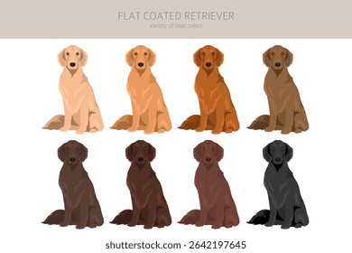 Flat coated retriever clipart. Different poses, coat colors set.  Vector illustration