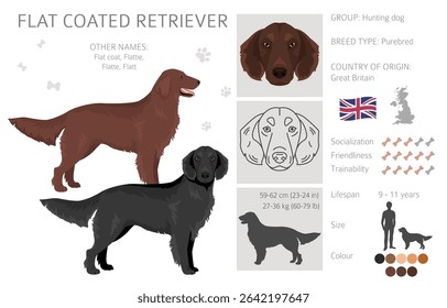 Flat coated retriever clipart. Different poses, coat colors set.  Vector illustration