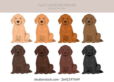 Flat coated retriever clipart. Different poses, coat colors set.  Vector illustration