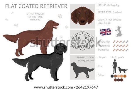 Flat coated retriever clipart. Different poses, coat colors set.  Vector illustration