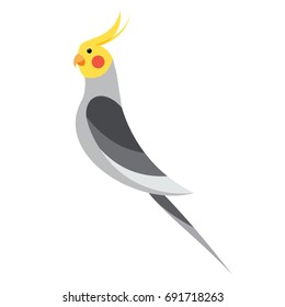 flat cockatiel on white background