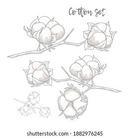 Flat collection with cotton twigs vector illustration for print design. Organic cotton.
