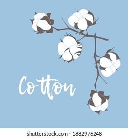 Flat collection with cotton twigs vector illustration for print design. Organic cotton.