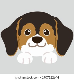 Flat colored adorable dark tri colored Beagle front face with paws