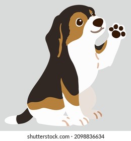 Flat colored adorable dark tri colored Beagle sitting and waving