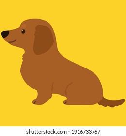 Flat colored adorable red Miniature Dachshund sitting in side view