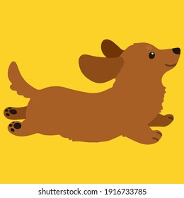 Flat colored adorable red Miniature Dachshund running