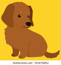 Flat colored adorable red Miniature Dachshund sitting