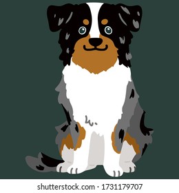 Flat colored Australian Shepherd dog sitting in front view