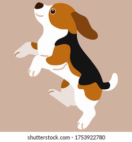 Flat colored Beagle jumping and playing