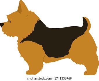 Flat colored black and brown Norwich Terrier in side view