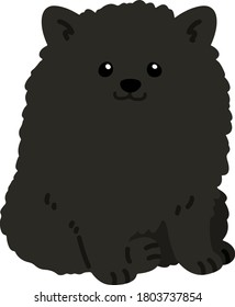 Flat Colored Black Pomeranian Sitting