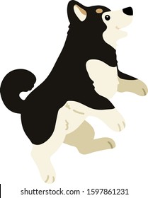 Flat colored black Shiba Inu jumping