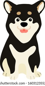 Flat colored black Shiba Inu sitting front view