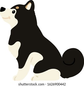 Flat colored black Shiba Inu sitting side view