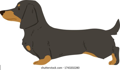 Flat colored black and tan smooth haired Dachshund in side view