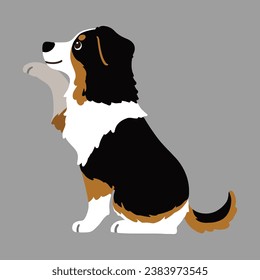 Flat colored Black Tri Australian Shepherd sitting shaking hand in side view