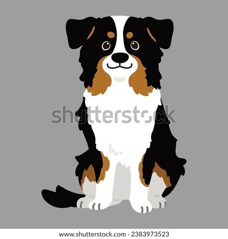 Flat colored Black Tri Australian Shepherd dog sitting in front view