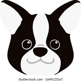 Cabeza frontal plana de Boston Terrier