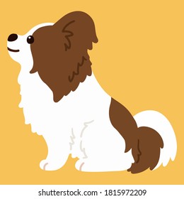 Flat colored brown and white Papillon sitting in side view