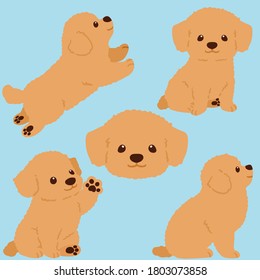 Flat colored Chihuahua Poodle Mix puppy illustrations set