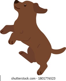 Flat colored chocolate Labrador jumping in side view