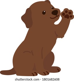 Flat colored chocolate Labrador sitting and waving hand