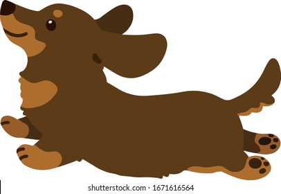 Flat colored chocolate and tan Miniature Dachshund jumping