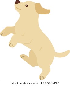 Flat colored cream Labrador jumping in side view