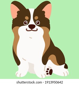 Flat colored cute sable colored Corgi sitting in front view