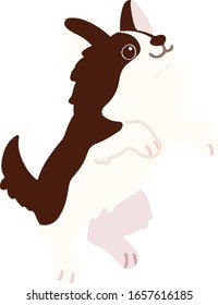 Flat Colored Dark Brown Chihuahua Jumping