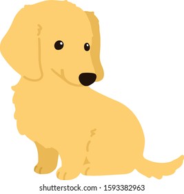 Flat colored golden Miniature Dachshund puppy sitting