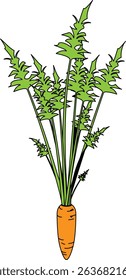 Flat Colored Illustration of Carrot