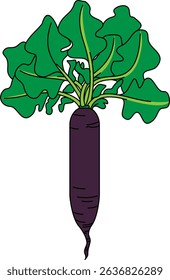Flat Colored Illustration of Daikon Radish