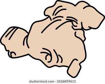 Flat Colored Illustration of Ginger