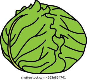 Flat Colored Illustration of Round Cabbage