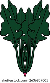 Flat Colored Illustration of Spinach