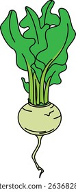 Flat Colored Illustration of Turnip