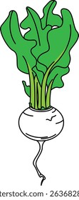 Flat Colored Illustration of Turnip