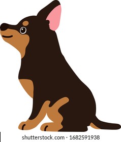 Flat colored Miniature Pinscher sitting side view