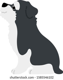Flat colored Miniature Schnauzer sitting side view