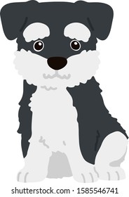 Flat colored Miniature Schnauzer sitting front view