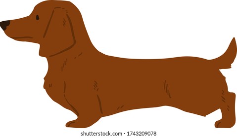 Flat colored red brown Miniature Dachshund in side view