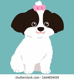 Shih Tzu de color plano sentado con una cinta rosa