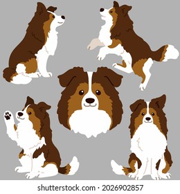 Flat colored simple Shetland Sheepdog illustrations