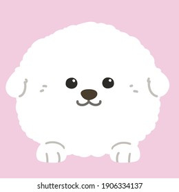 Flat colored white Bichon Frise front face with paws