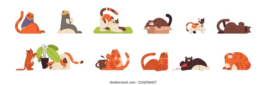 Flat cute ginger cats and kitty in different funny poses. Playful happy domestic feline animals doing yoga, playing with ball, hiding in box and liying. Fat lazy fluffy pets sitting in sweater and hat