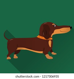 A flat cute weiner dachshund on background