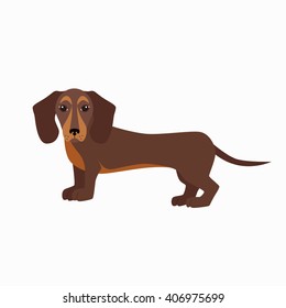 Flat dachshund pet illustration. 